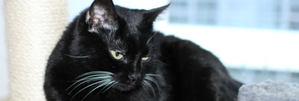 Blasenentzündung bei Katzen – Purina ONE Tiersprechstunde – Podcast