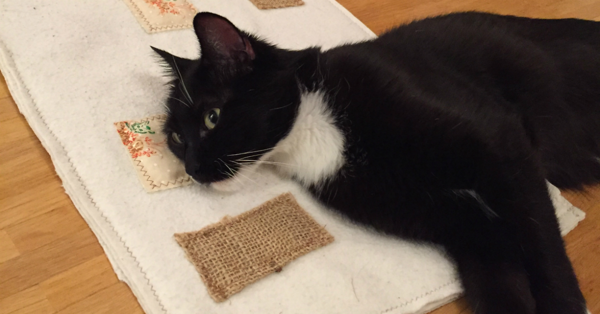 katzen geschicklichkeitsspiele katzen geschicklichkeitsspiele