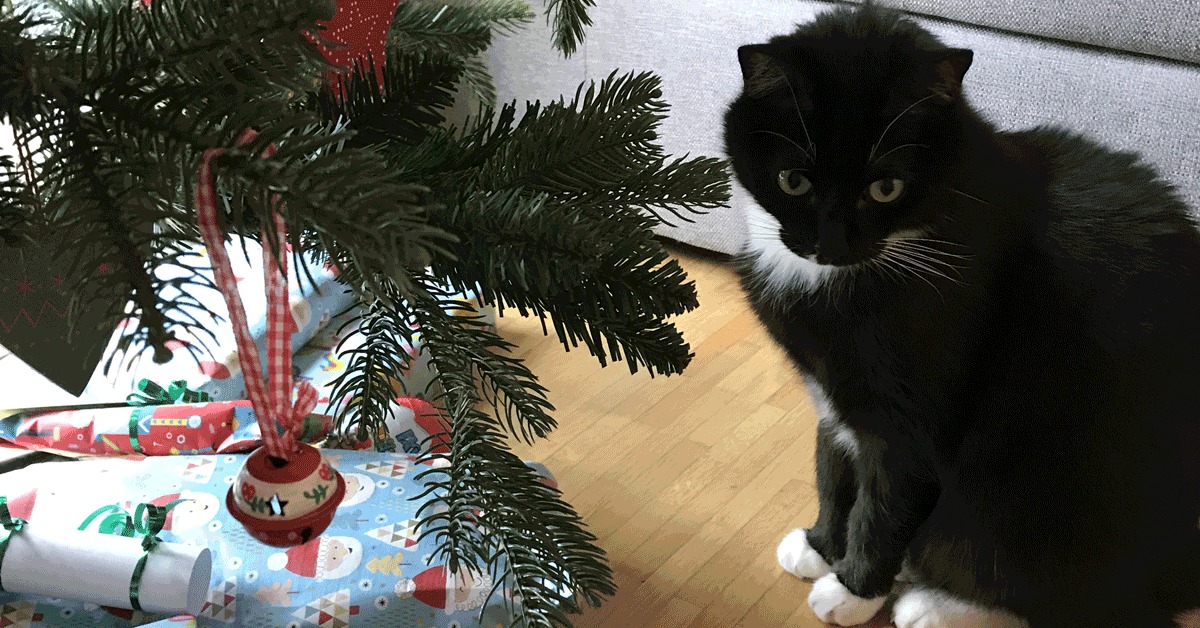 Katzenfernhaltespray im Test: Rettet den Weihnachtsbaum!