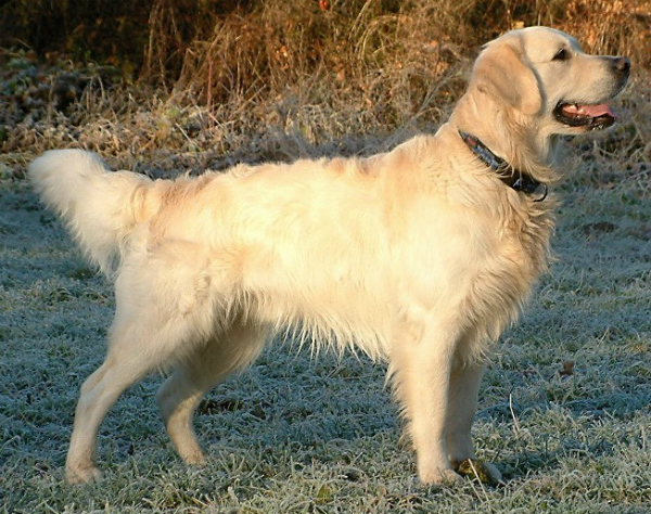 Golden Retriever - revvet.de