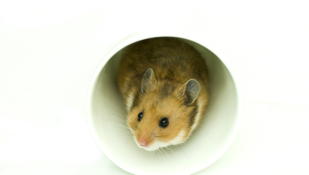 Goldhamster