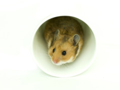 Goldhamster