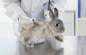 kaninchen impfen