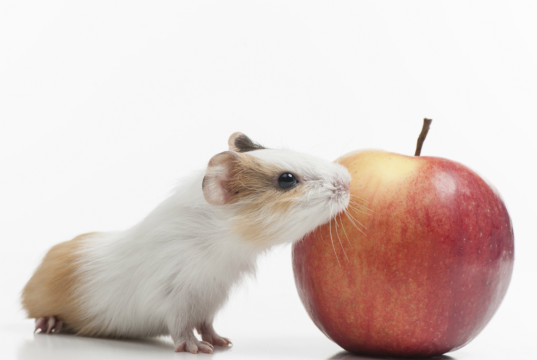 hamster frischfutter