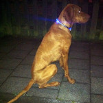 hund mit leuchthalsband