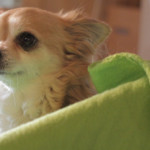Testhund Lilly Chihuahua