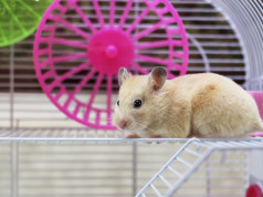 laufrad hamsterrad