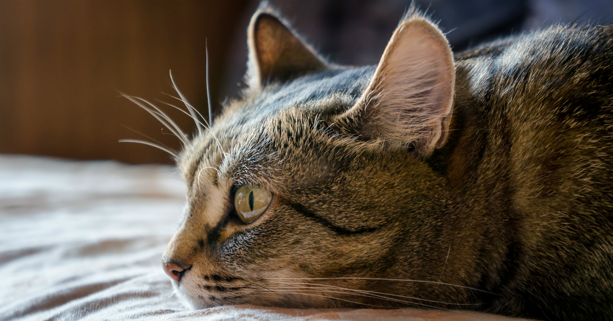 blasenentzuendung katze كيفية التعرف على السوائل في رئة القطط: أعراض وأسباب وعلاج السوائل في رئة القطط 2 كيفية التعرف على السوائل في رئة القطط: أعراض وأسباب وعلاج السوائل في رئة القطط