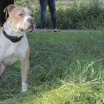american staffordshire terrier 3