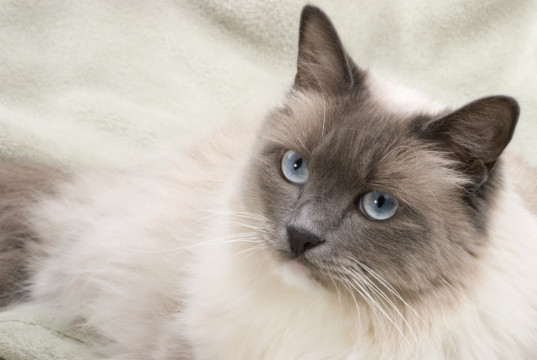 ragdoll