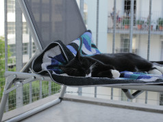 hitzschlag katze