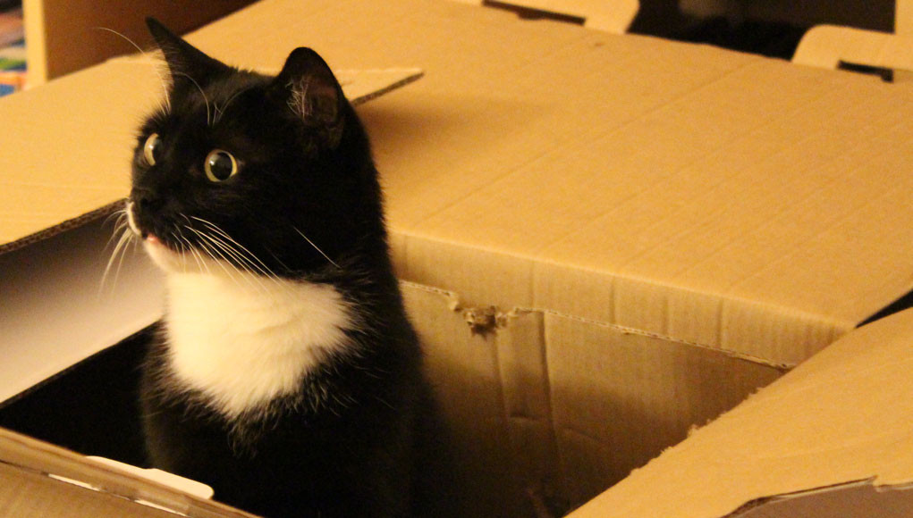 Warum Mögen Katzen Kartons