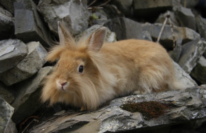 Löwenkopfkaninchen