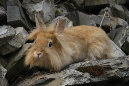 Löwenkopfkaninchen