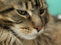 Maine Coon