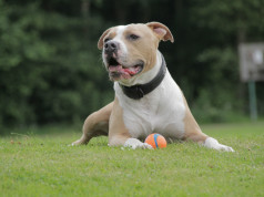 american-staffordshire-terrier
