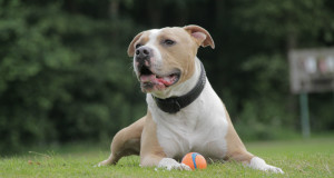 american-staffordshire-terrier