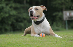 american-staffordshire-terrier