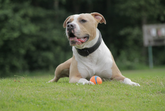 american-staffordshire-terrier