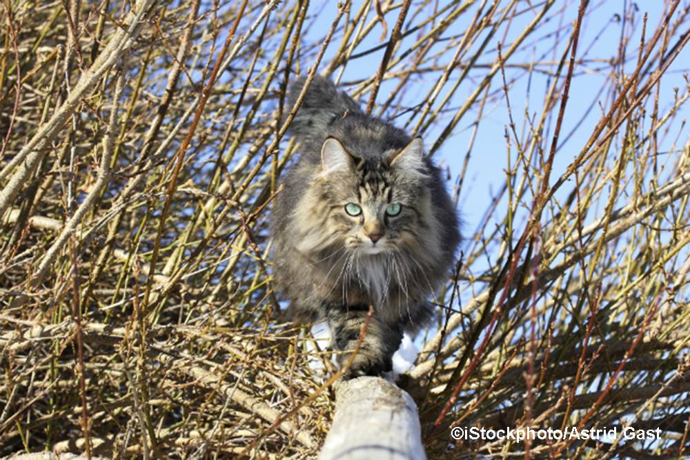 Welche Katzenrasse ist auf dem Bild zu sehen?