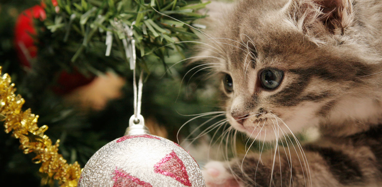 Gift Für Katzen Weihnachtsstern Amaryllis Co Revvetde