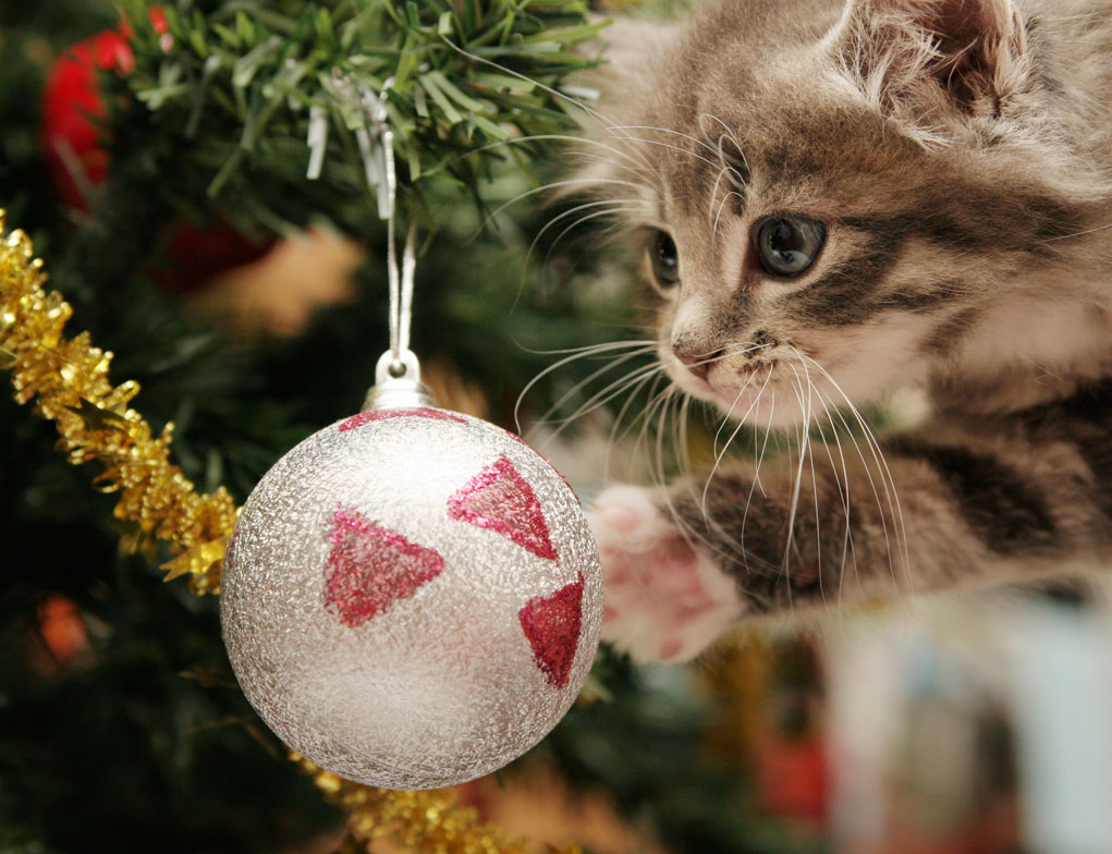Katze Hat Weihnachtsstern Gefressen