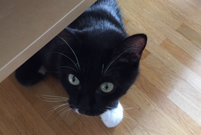 zehn gefaehrliche lebensmittel fuer katzen