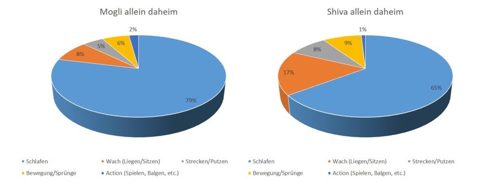 mogli-shiva-allein-daheim