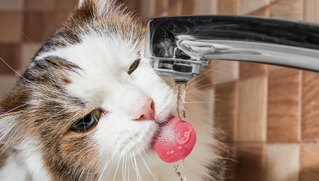 Warnsignal Durst Wenn Die Katze Plötzlich Mehr Trinkt