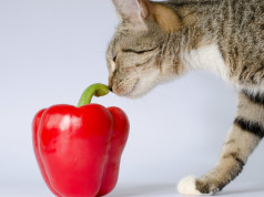 katzen vegetarisch fuettern