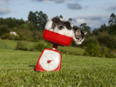 bmi katze