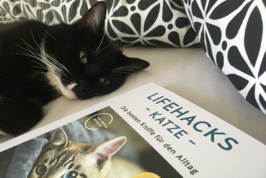 lifehacks katze