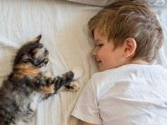 gemeinsamkeiten kinder und katzen