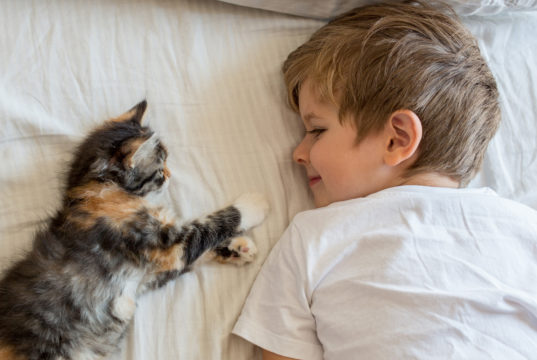 gemeinsamkeiten kinder und katzen